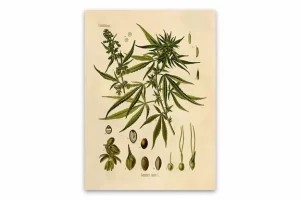 Cannabis-sativa-plant