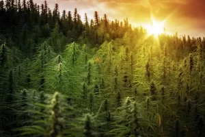 The-Wonder-Crop-Origins